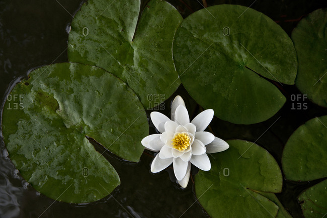 Wild lily and lily pads near Victoria, British Columbia, Canada
