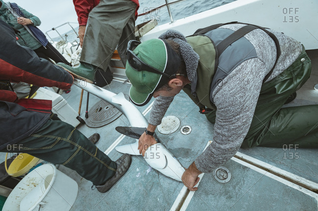 Group of fisherman trying to settle down shark fish in boat