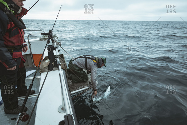 Fisherman leaving shark in sea from boat