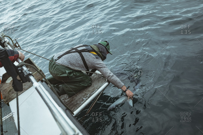 Fisherman leaving shark in sea from boat