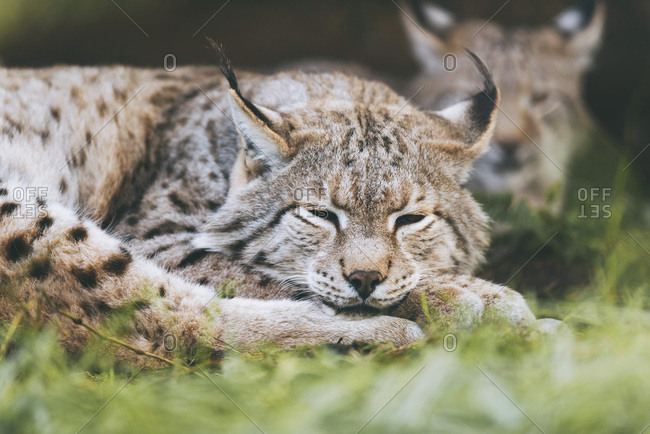 Lazy eurasian lynx sleeping in grass.