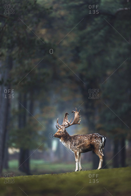 Fallow deer buck (dama dama) on grass in autumn forest. Side view.