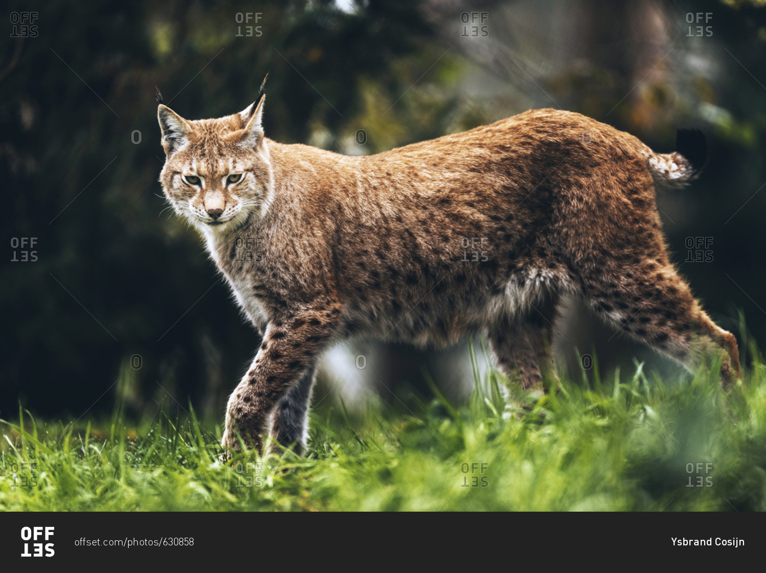 Alert Eurasian Lynx Lynx Lynx Walking In Grass Of Forest Looking