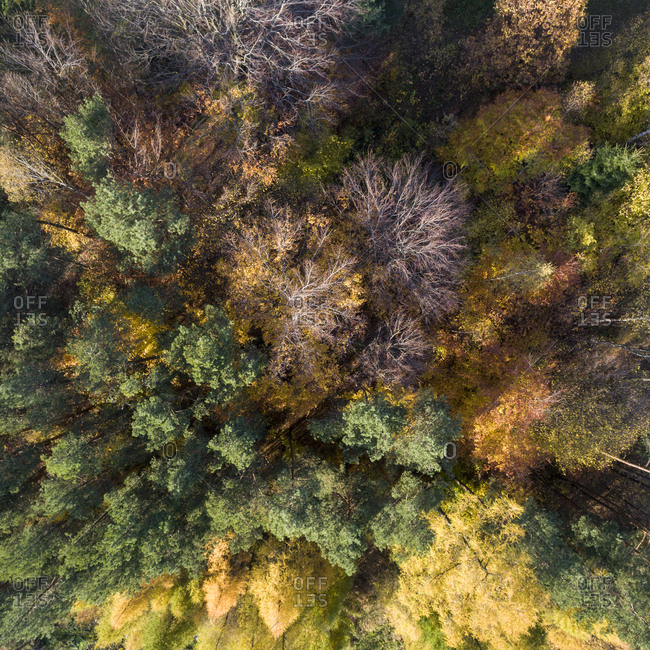 Aerial view of a colorful autumn forest