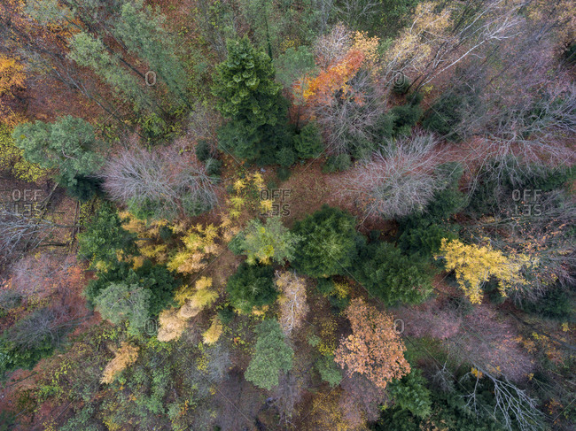 Colorful fall forest from above