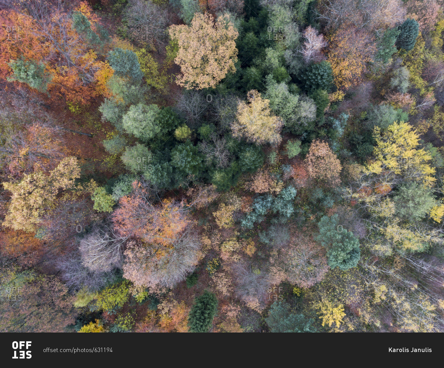 Aerial view of a colorful fall forest