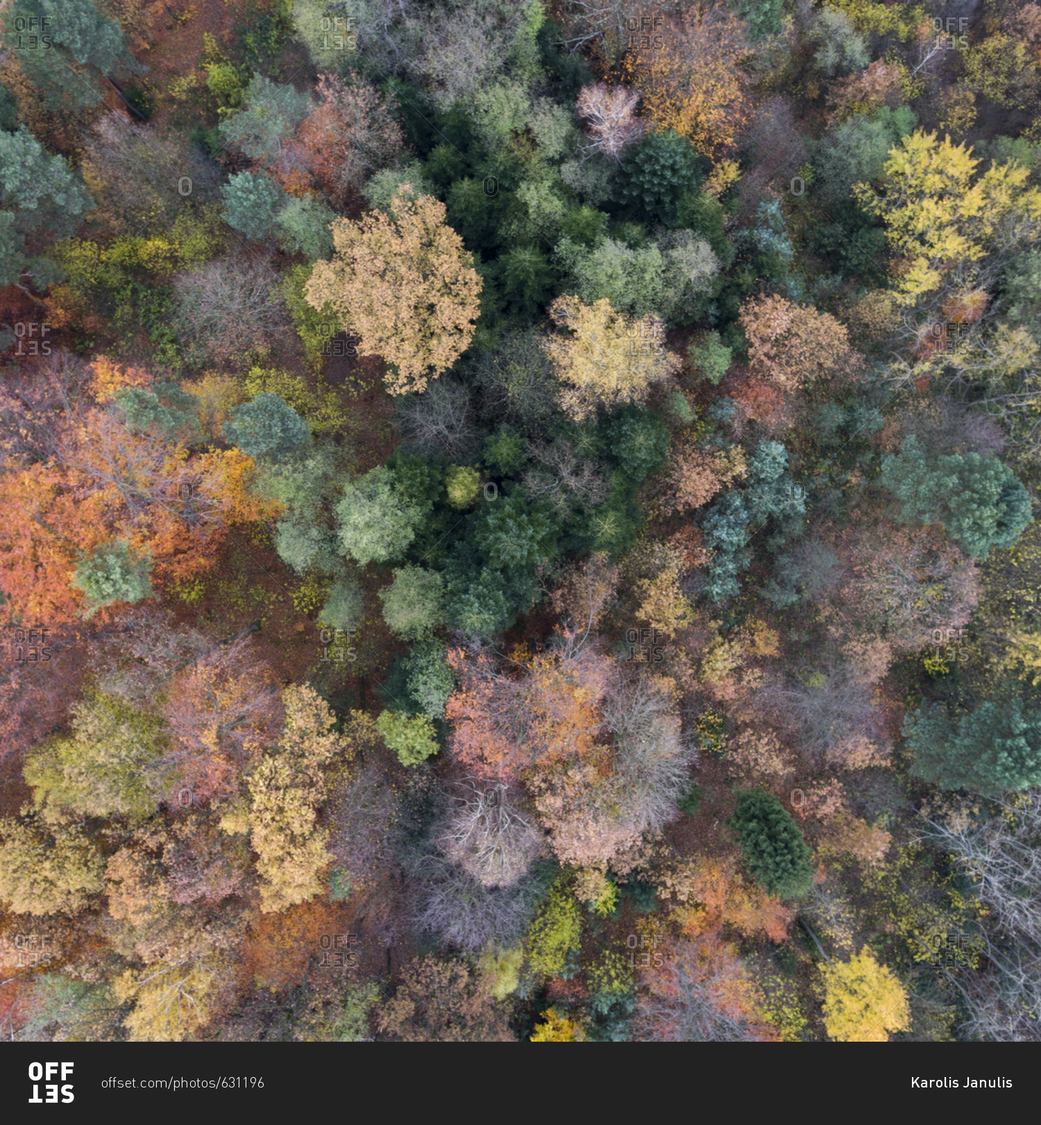 Bird\'s eye view of a colorful fall forest