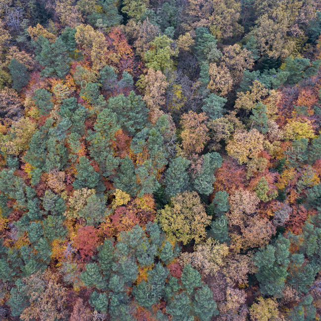 View of a lush fall forest from above