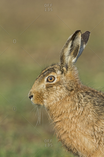 Profile view of a brown Hare (Lepus europaeus) in North Norfolk