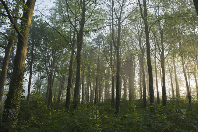 Woodland on misty morning in spring Great Walsingham, Norfolk