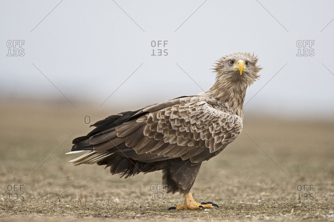 Portrait of a white-tailed eagle (Haliaeetus albicilla) in winter, Hortobagy National Park, Hungary