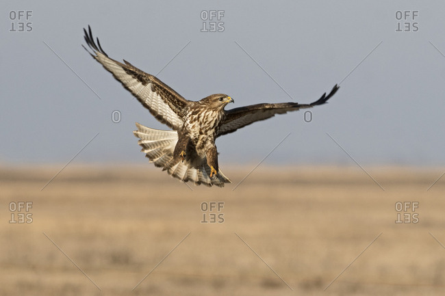 Common buzzard (Buteo buteo) flying in the air, Hortobagy National Park, Hungary