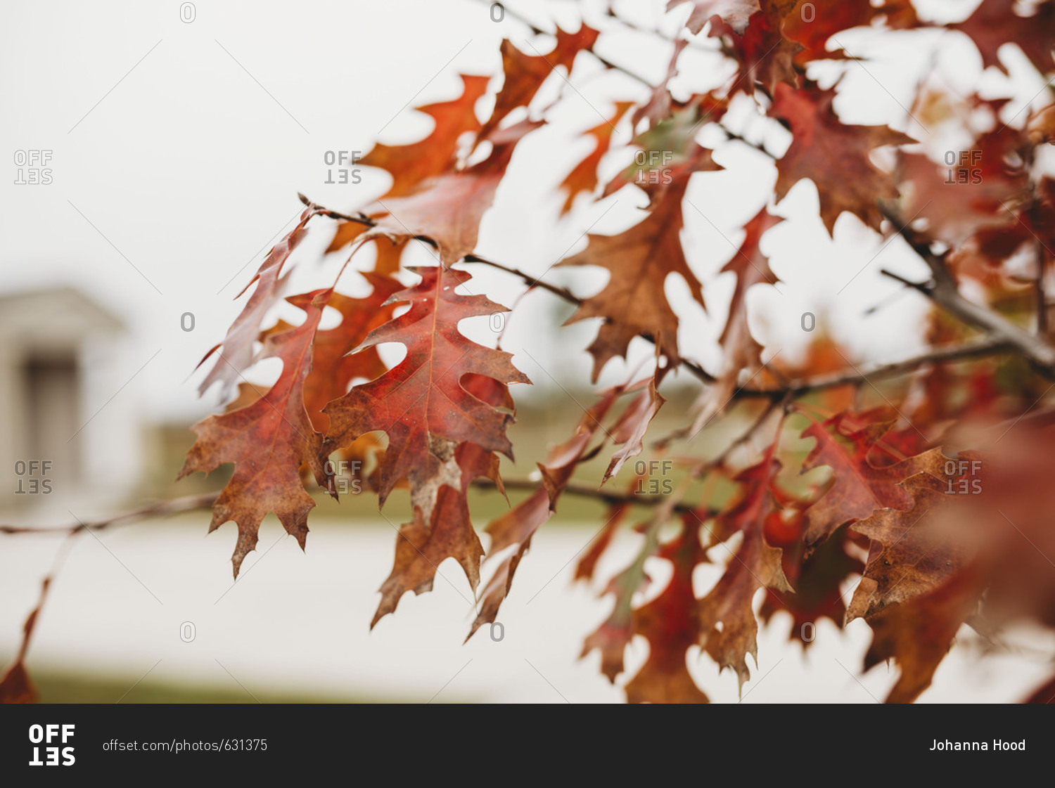Red oak leaves on tree branch