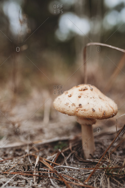 Mushroom growing on the forest floor