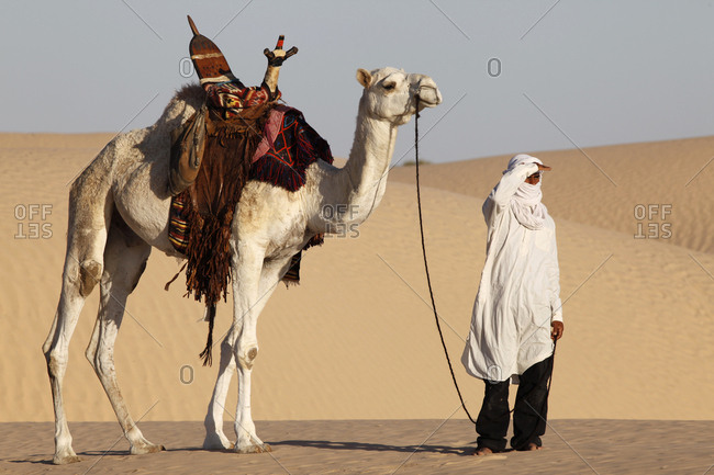 Camel Driver Stock Photos Offset