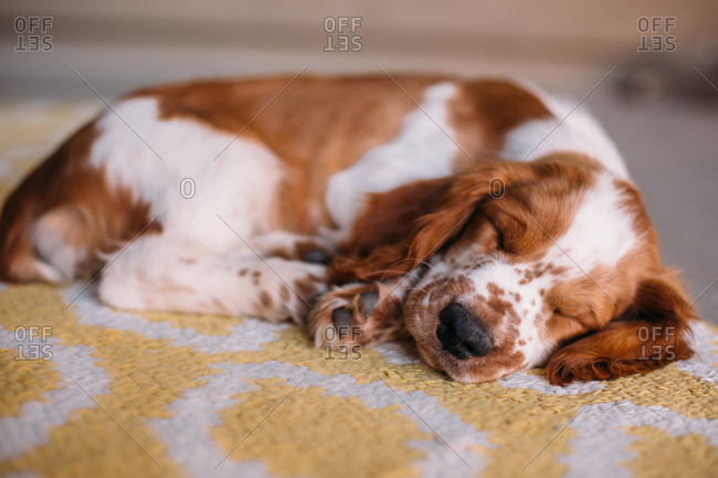 Welsh Springer Spaniel sleeping on yellow patterned rug