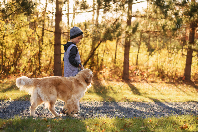 Young boy walking a golden retriever in the morning