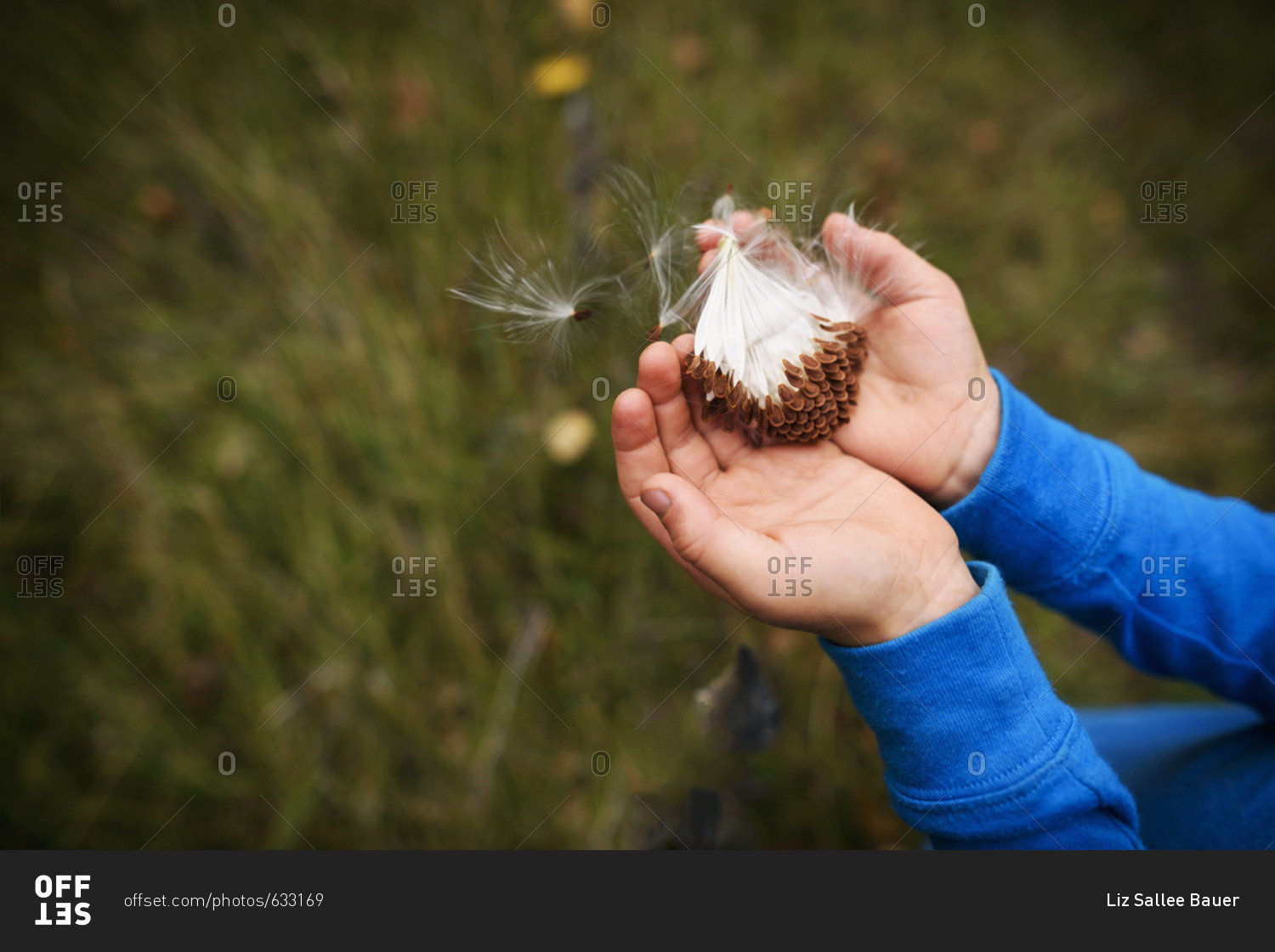 Overhead of child\'s hands holding milk weed seeds