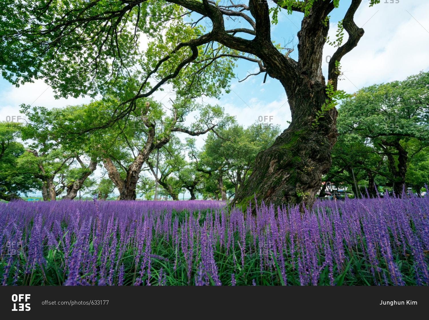 Meadow with purple wildflowers and gnarled tree