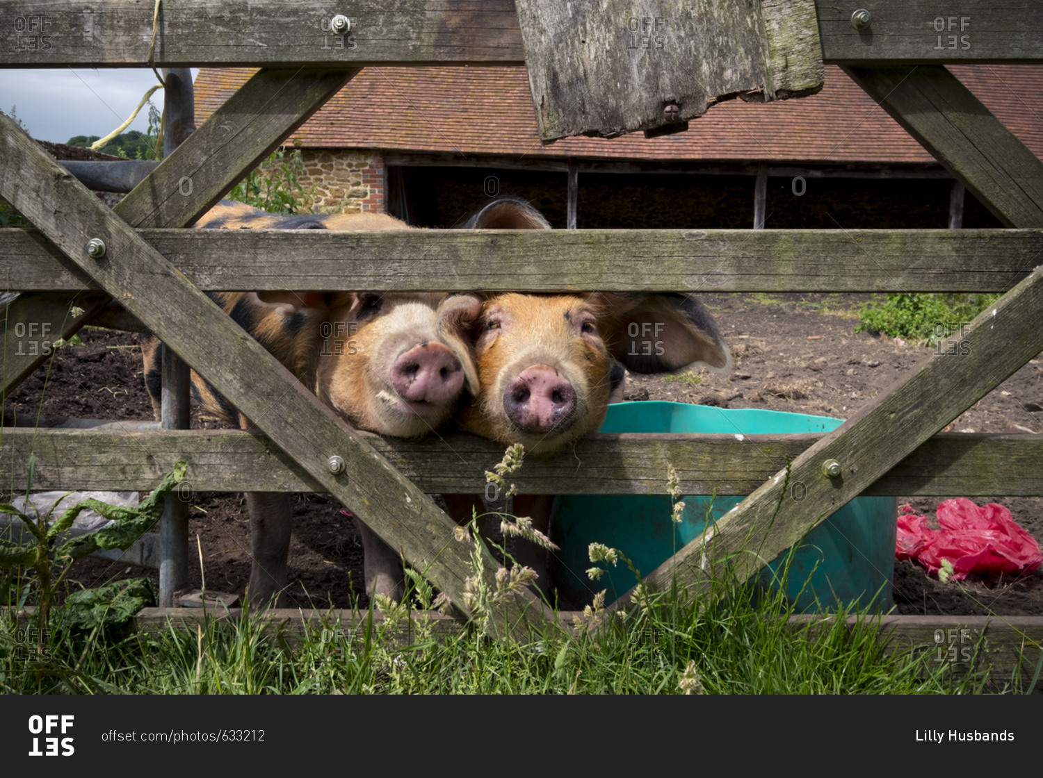 Pigs peeking through a fence