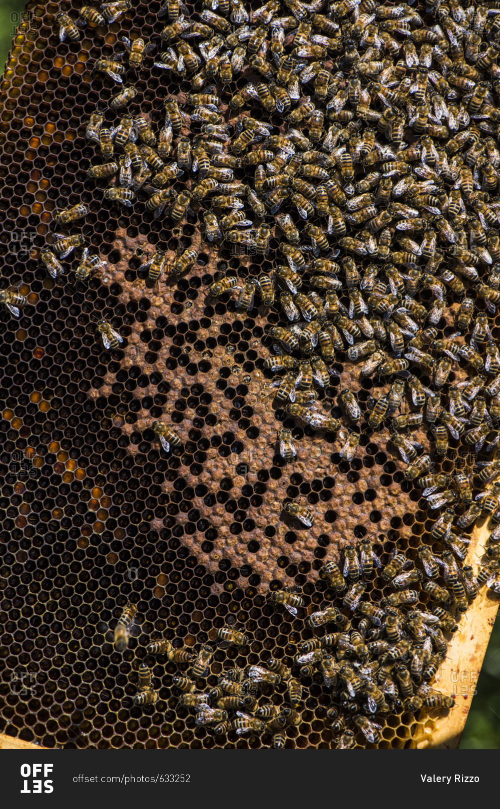Beehive frame with bees and honey