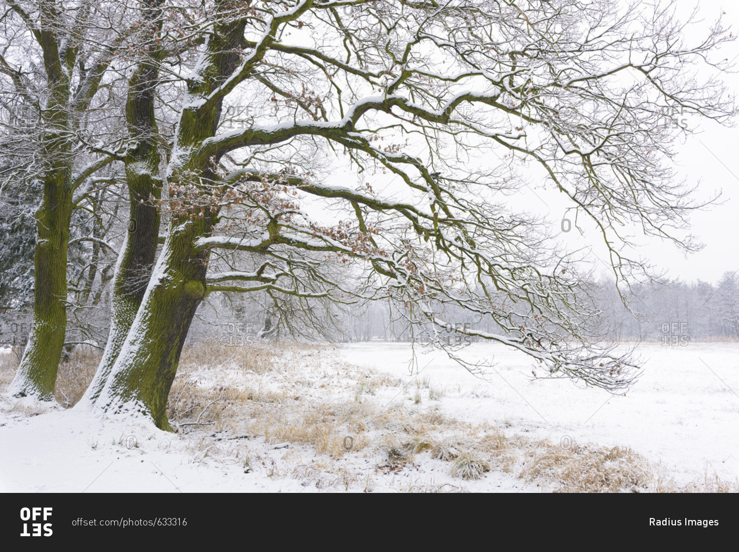 Snow Covered Old Oak Trees, Hesse, Germany