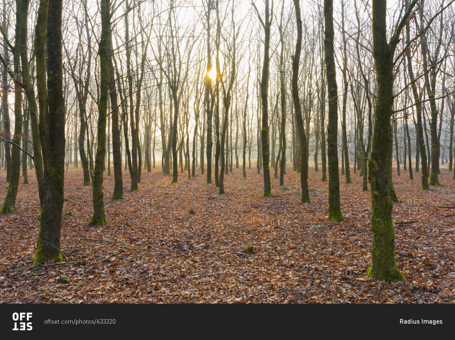 Oak Trees in Wintertime at Sunrise, Hesse, Germany