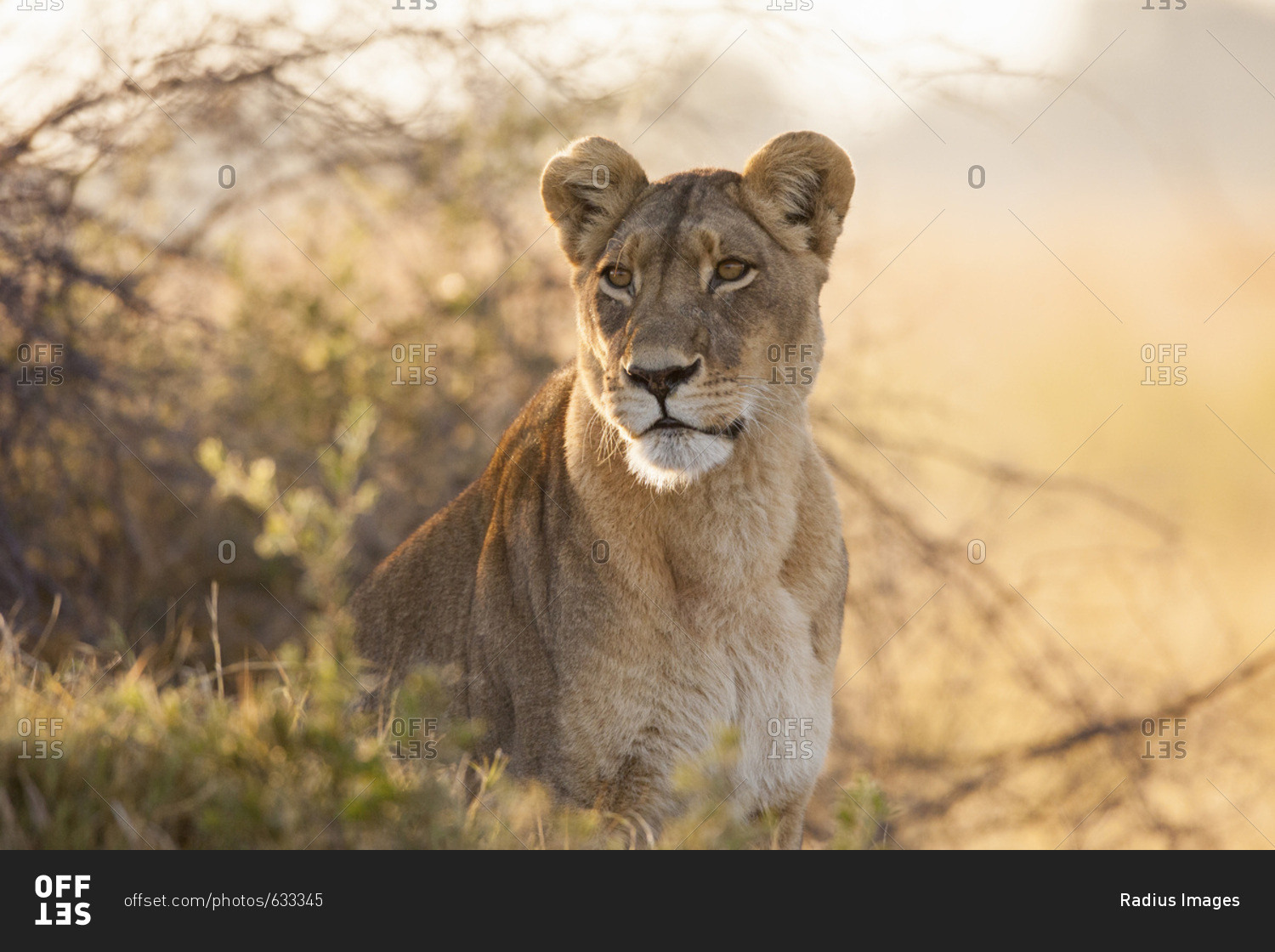 Portrait of an African lioness (Panthera leo) sitting in the brush at the Okavango Delta in Botswana, Africa