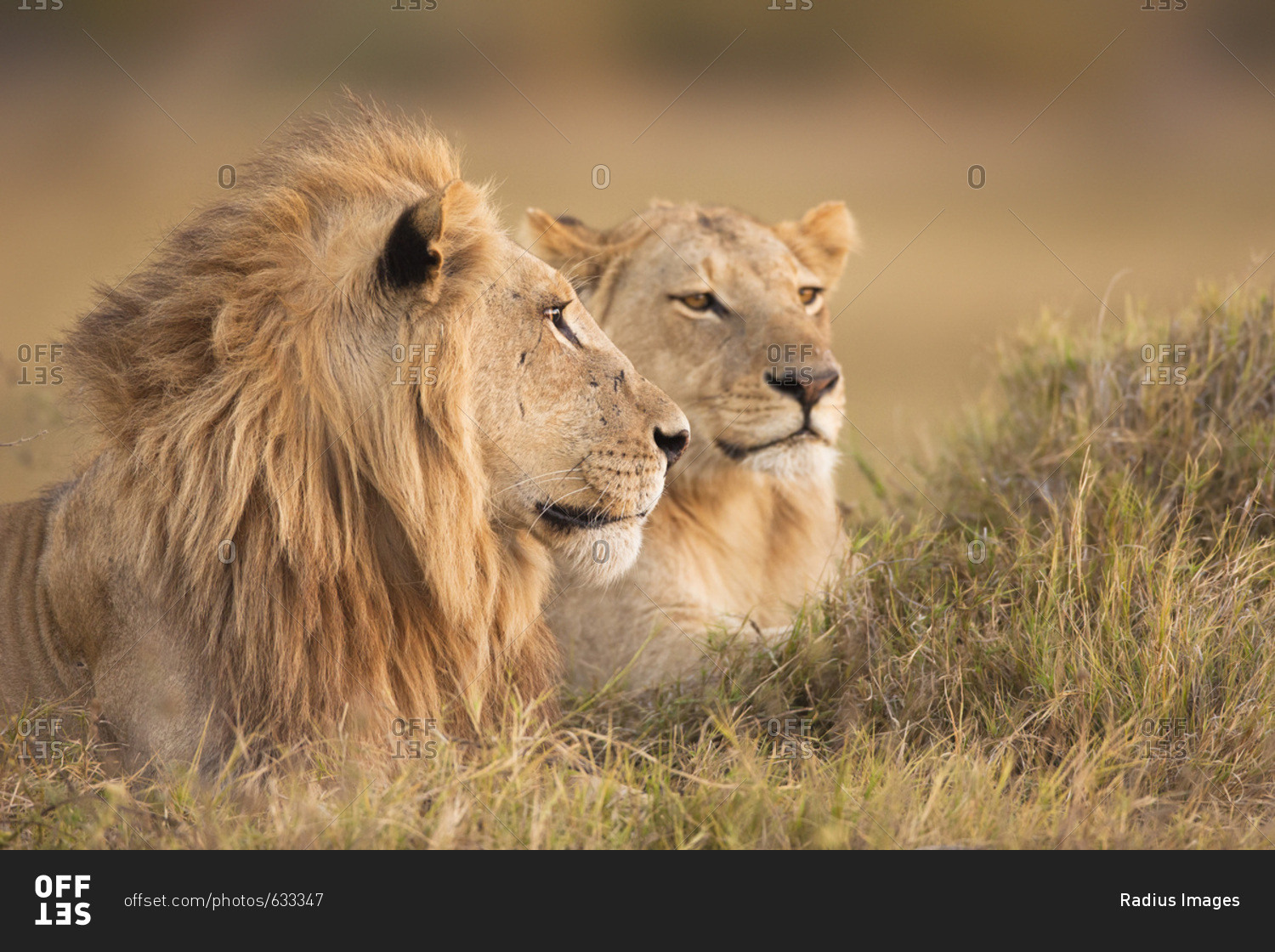 African lion and lioness (Panthera leo) lying in the grass at Okavango Delta in Botswana, Africa