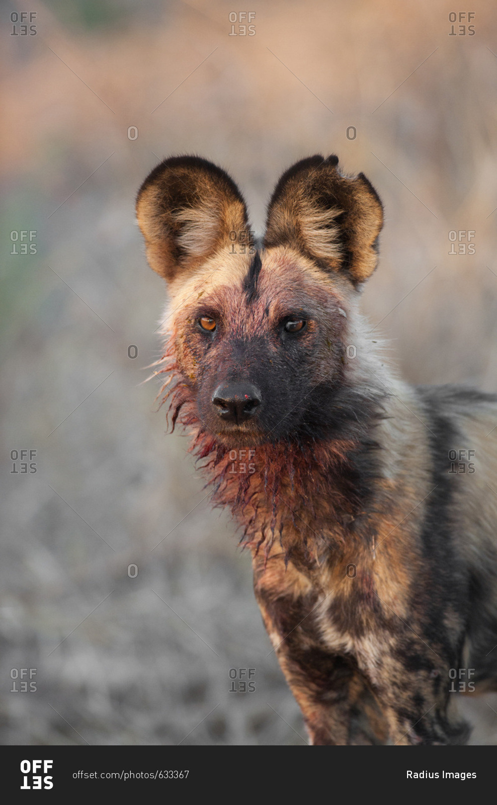 Portrait of a wild dog (Lycaon pictus) looking at the camera after feeding at the Okavango Delta in Botswana, Africa