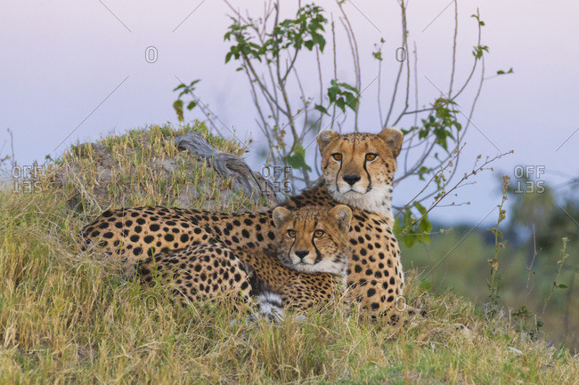 Portrait of cheetahs (Acinonyx jubatus), mother and young lying in grass looking alert at the Okavango Delta in Botswana, Africa