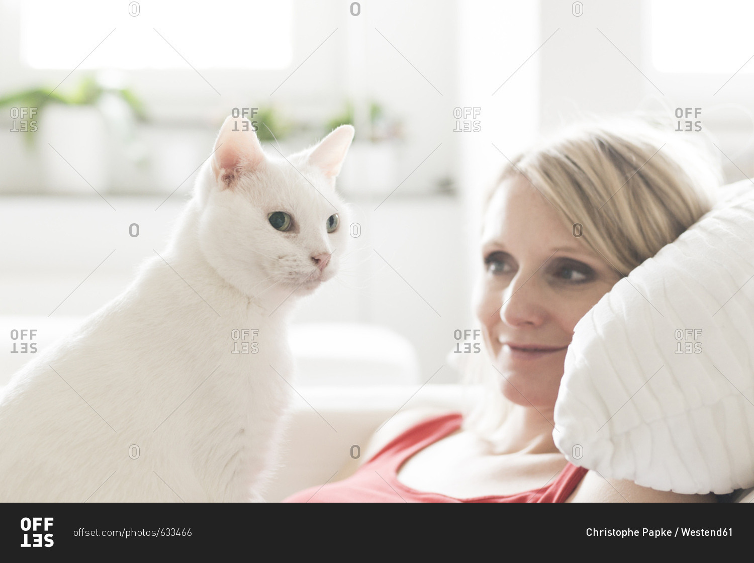 лечение белым котом. анатолийская ангора. лечение белым котом. кот в медицинской шапке. коты лечат людей.