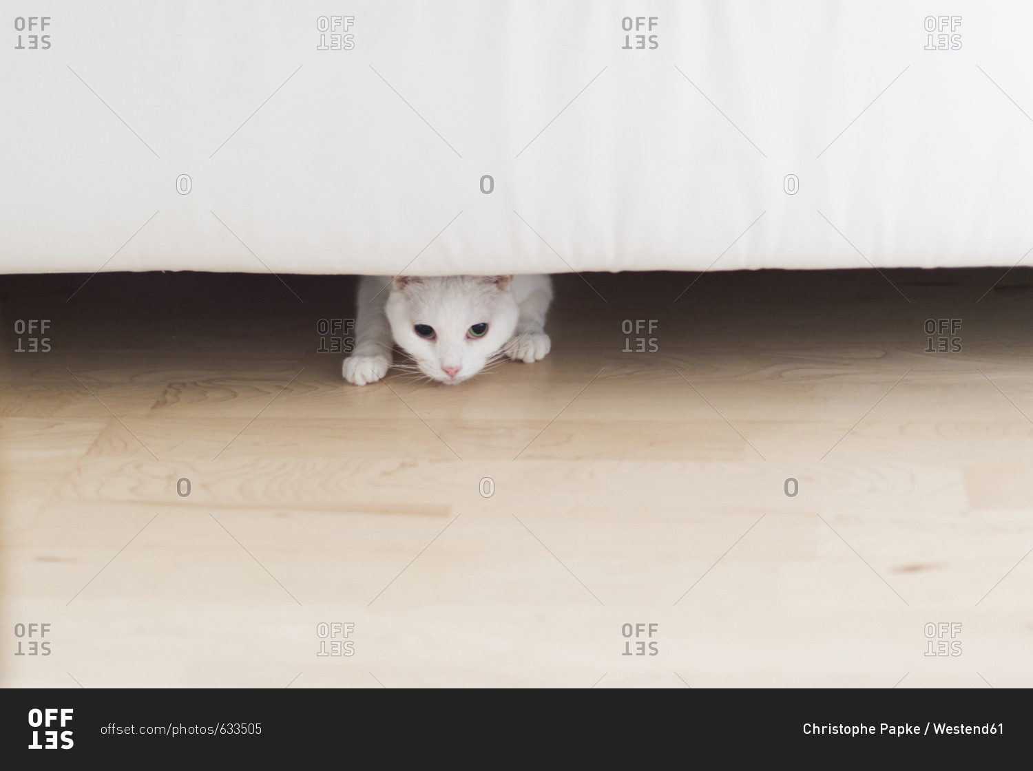 White cat crouching under the couch at home stock photo OFFSET