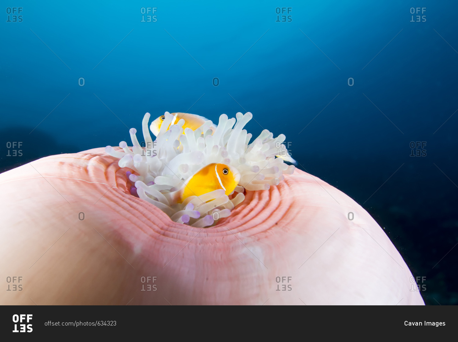 Close-up of pink anemonefish (amphiprion perideraion) swimming by magnificent sea anemone