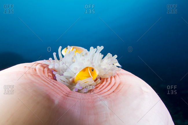 Close-up of pink anemonefish (amphiprion perideraion) swimming by magnificent sea anemone