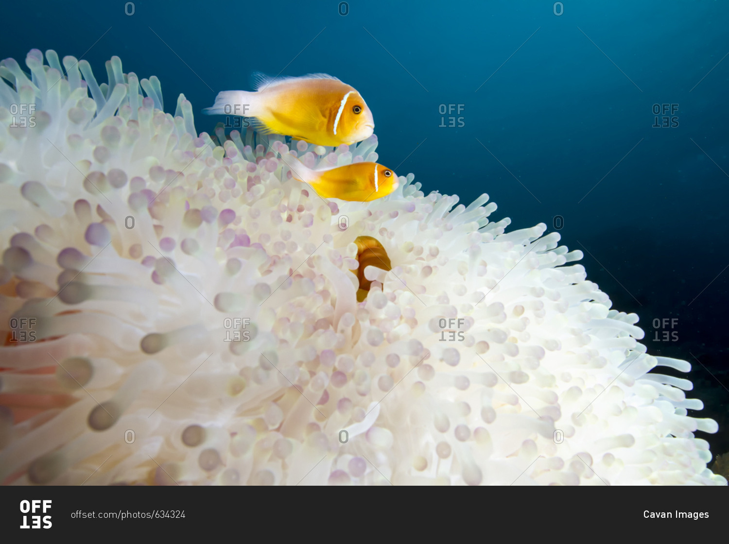 Pink anemonefish (amphiprion perideraion) swimming by magnificent sea anemone