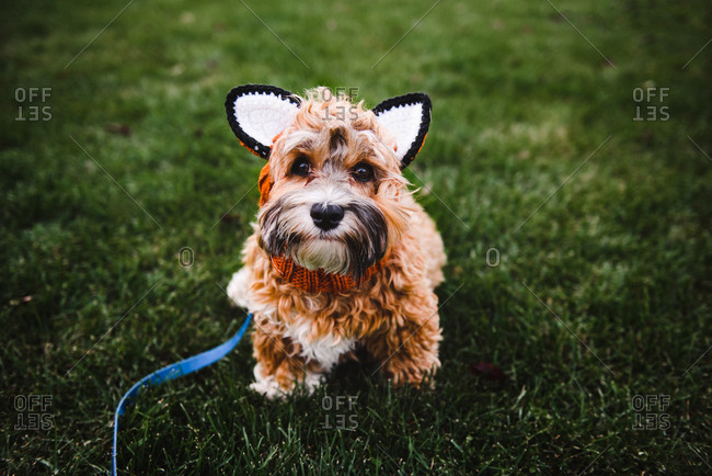 Furry dog in a fox costume