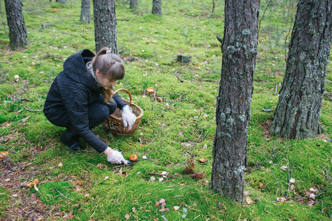 Young woman in warm clothing picking mushrooms on green lawn in woods