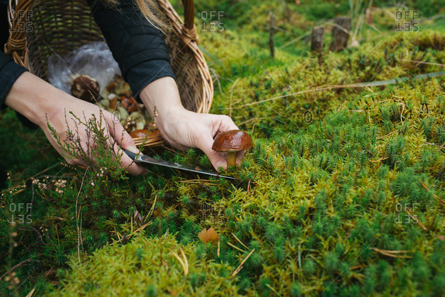 Crop shot of woman cutting edible mushroom using knife while collecting mushrooms in woods