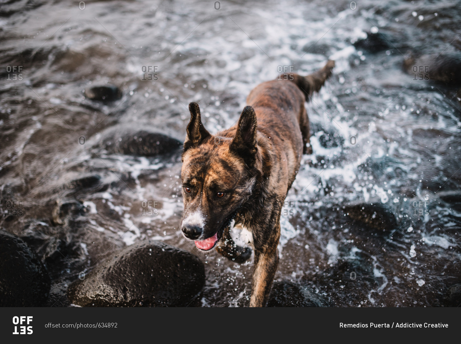 Curious dog on shoreline of ocean