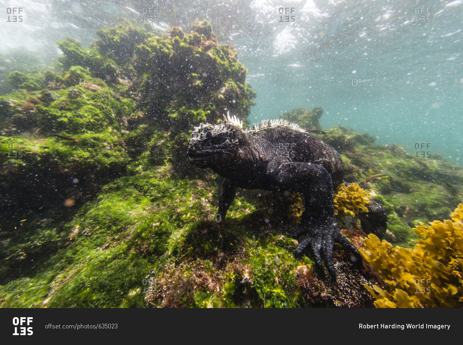 The endemic Galapagos marine iguana (Amblyrhynchus cristatus) feeding underwater, Fernandina Island, Galapagos, UNESCO World Heritage Site, Ecuador, South America