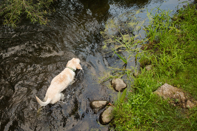 Yellow lab swimming in river from above