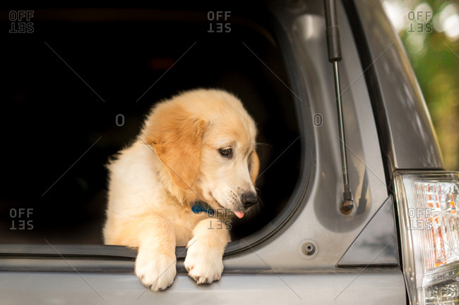 Golden retriever puppy looking out tailgate of a vehicle
