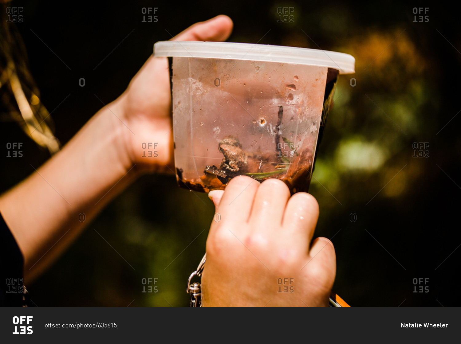 Child holding a red spotted toad in a container