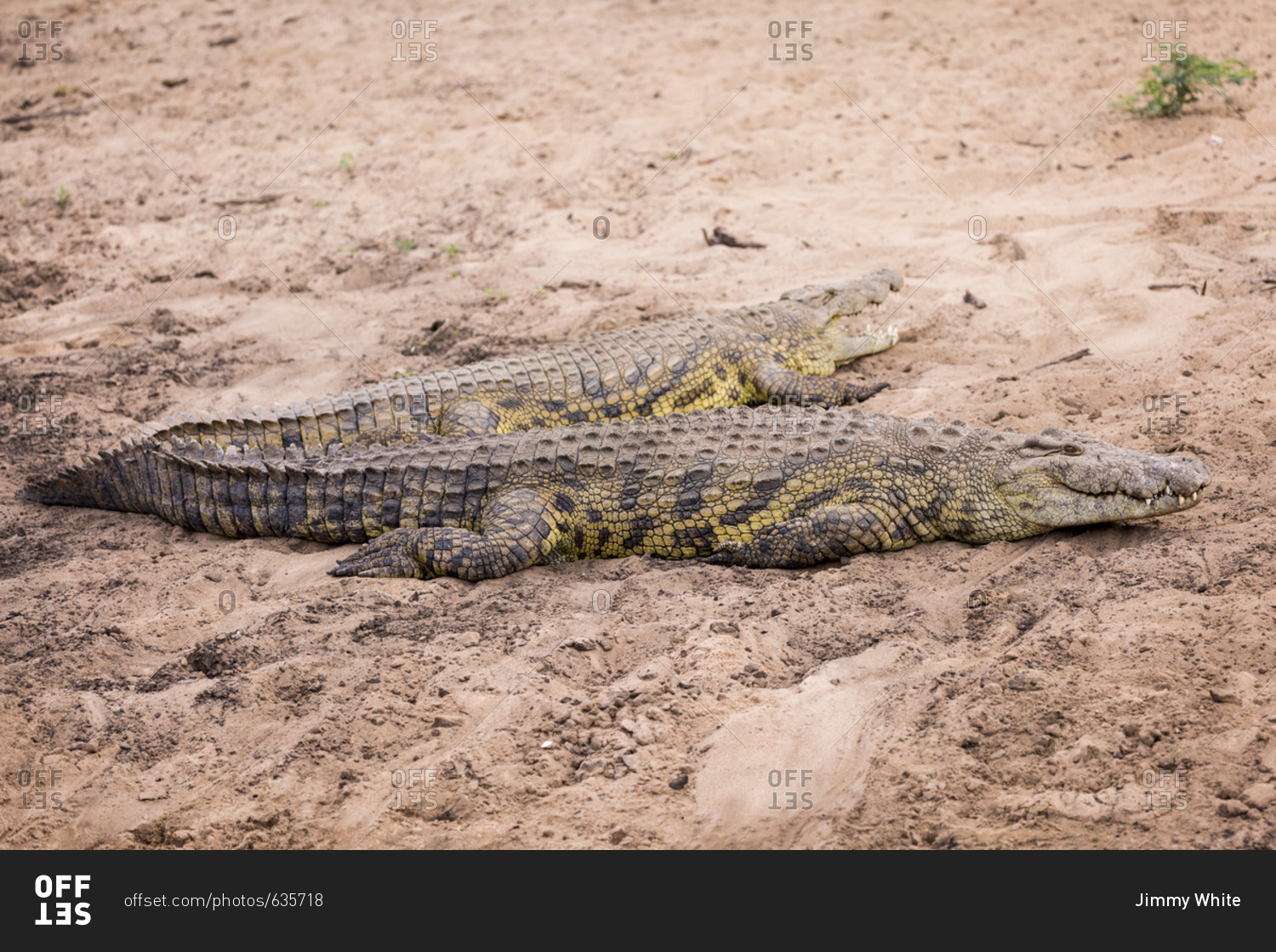 Nile Crocodile (Crocodylus niloticus) on the banks of the Grumeti River in the Serengeti National Park, Tanzania