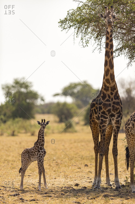 A baby giraffe (Giraffa camelopardialis) with fresh umbilical cord stands next to its mother in the Serengeti National Park, Tanzania