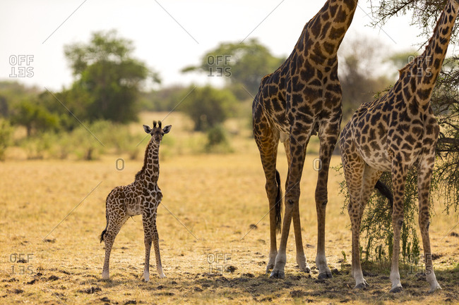 A baby giraffe (Giraffa camelopardialis) with fresh umbilical cord stands near its mother in the Serengeti National Park, Tanzania