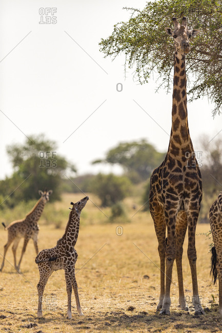A baby giraffe (Giraffa camelopardialis) with fresh umbilical cord looking up at its mother in the Serengeti National Park, Tanzania