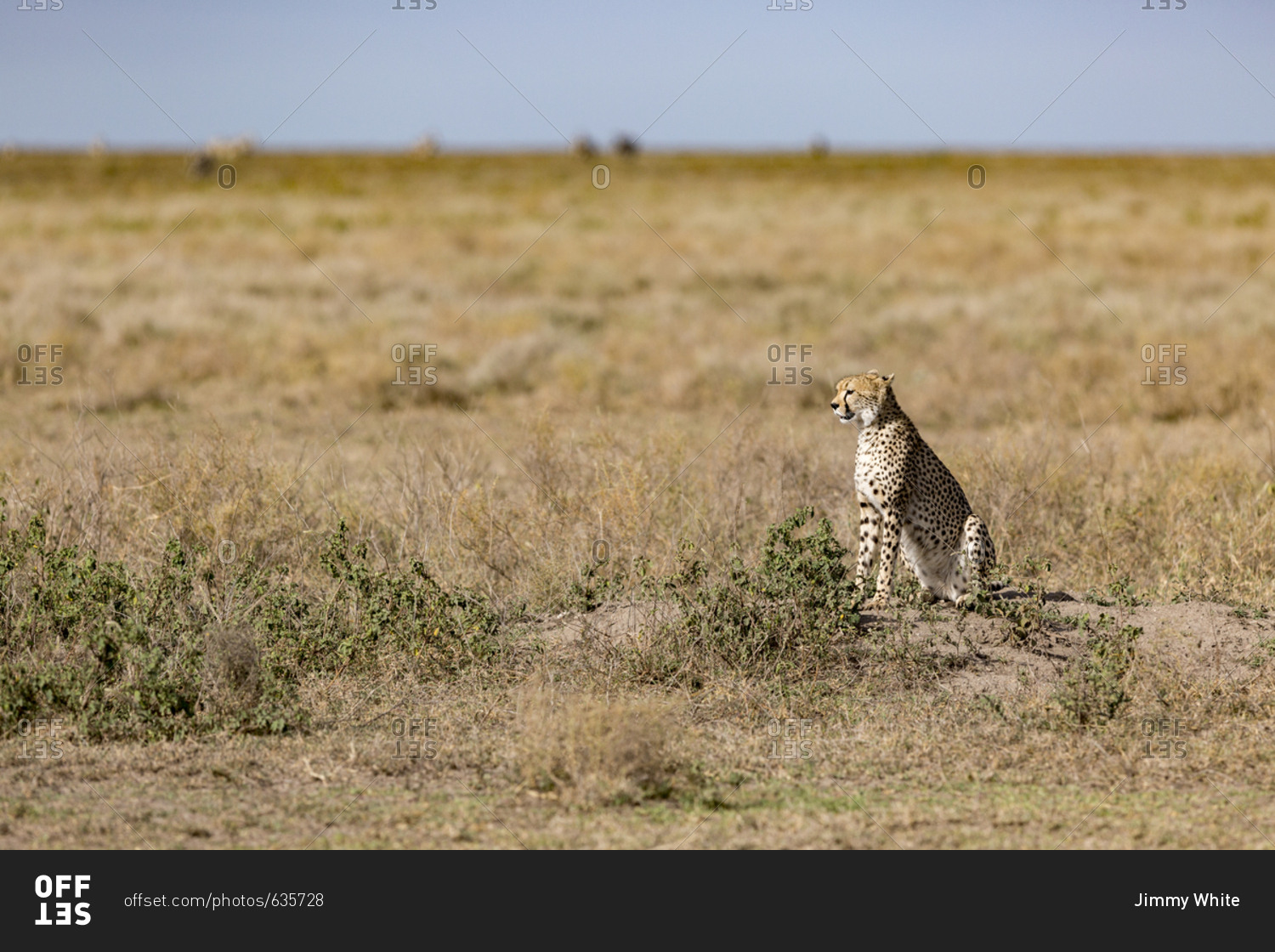 A Cheetah (Acinonyx jubatus) scans the open plains of the Serengeti National Park, Tanzania