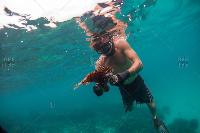 Atlantic Ocean, Atlantic Ocean, Atlantic Ocean - June 3, 2013: Ren C. gently handles a lion fish after spearing it. When the spines are clipped, the fish can be cooked and it's tender meat is quite coveted. The lion fish is an invasive species from the Pacific - in the Atlantic ocean it has no natural predators